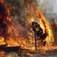 Illustration for article titled A KFC Employee Set Some Trees On Fire After He Thought He Was Fired